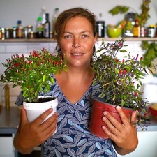 Hot Chilli Sauce or Fresh Chillies?– Grow Your Own Windowsill Chillies