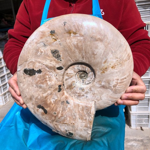 14.43LB Natural Large Beautiful Ammonite Fossil Conch Crystal Specimen Healing - Picture 6 of 13