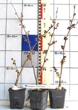 Zaubernuß , primelgelbe Sorte   "Arnold Promise "