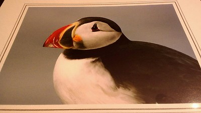 Puffin Bird Close Up 2 Animal Photo Print 8x10 New Matted HQ Gift Sealed