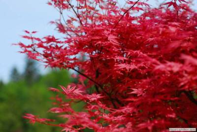 Acer palmatum Beni Maiko in 12cm pot ideal bonsai subject simlar to  Shindeshojo | eBay UK