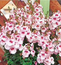 6 Diascia Trailing Divara Blush Pink  Hanging  Basket Patio Plug Plants