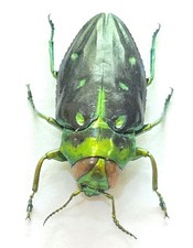Buprestidae for collectors | rare Jewel Beetles