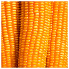 Yellow Dent Corn Seeds for planting fodder sprouting feed storage Reid's NON-GMO