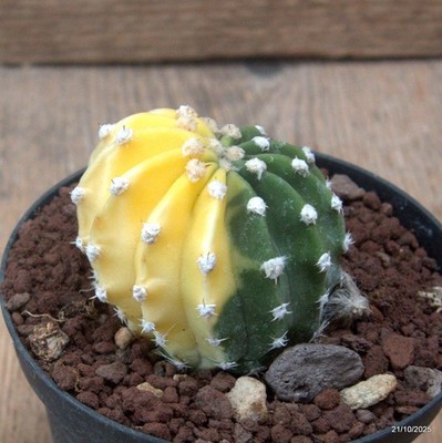 D7058 ECHINOPSIS SUBDENUDATA VARIEGATED pot10-H5-W5,5 cm MaMa Cactus