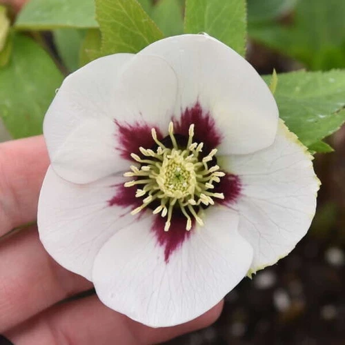 Hellebore Plants - Swiss Alps