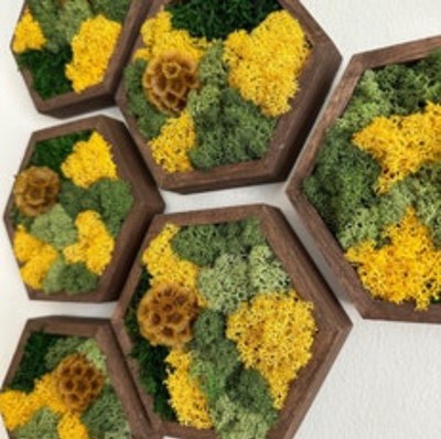 Natural Walnut Honeycomb Framed Moss Wall Art (preserved) | Set Of 8 | 5x6 In.