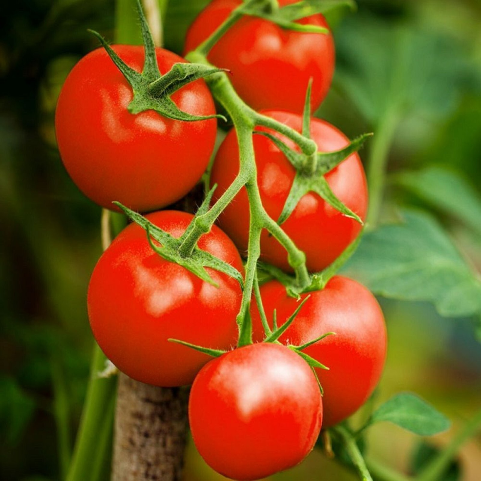 3 x Tomato Plants 'Moneymaker' Growing Plants in 9cm Pots Ideal for