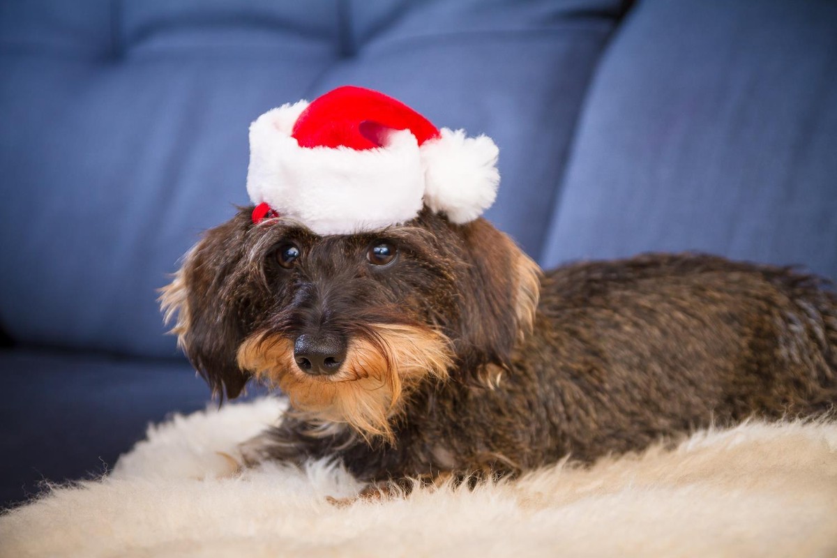 Weihnachtsmütze Für Katzen & Kleine Hunde – Rot, Mit Gummiband, Plüsch, Für Weihnachtsfotos