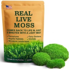 Fresh Real Live Moss Variety Pack Orchids Mini Landscape DIY Terrarium 8x8"