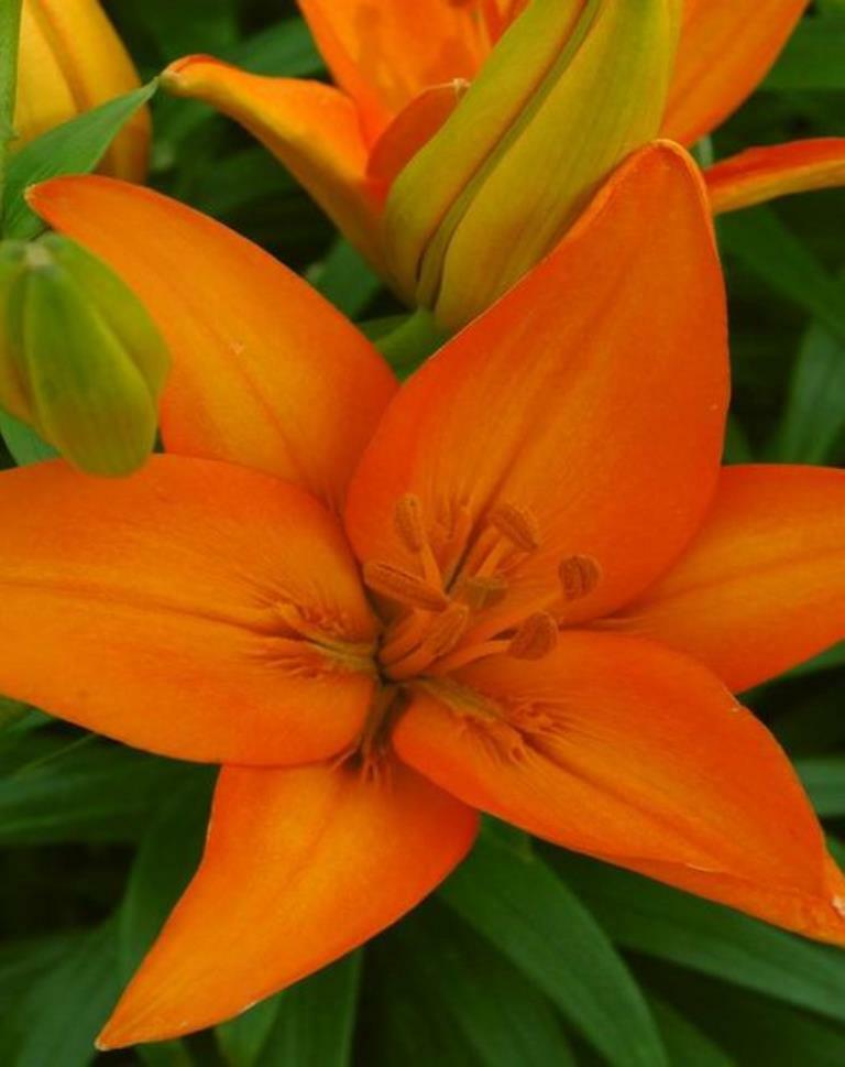 624 ASIATIC LILY BULBS ORANGE TON SUMMER FLOWERING SEMIHARDY GARDEN