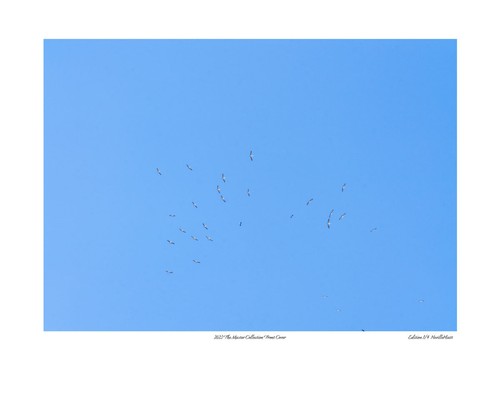 2023 The Master Collection Limited Edition Photo Prints by Aussie Neville Hiatt - Picture 2 of 14