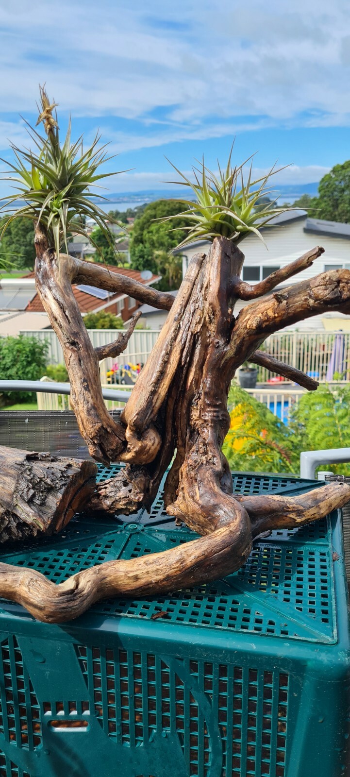 bonsai trees for sale eBay