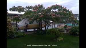 SEEDS Persian Silk Mimosa Tree Flower Albizia Julibrissin Siris, 15 seeds