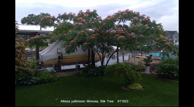 SEEDS Persian Silk Mimosa Tree Flower Albizia Julibrissin Siris, 15 seeds