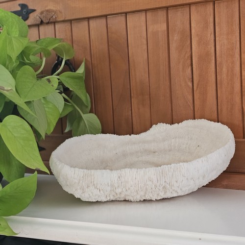 Vintage Natural Coral Reef Specimen Bowl 9" Nautical Beach House Decor 2lb 1oz