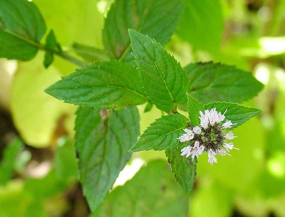 Huile essentielle Menthe Poivrée pure et naturelle 30 ml - Photo 1/2