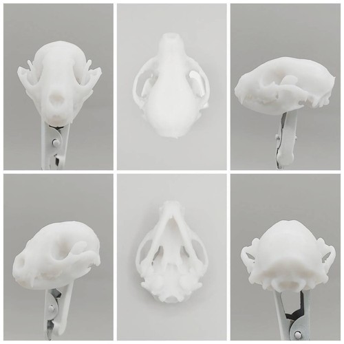 Raccoon Skull - 1:6 Scale skull replica for diorama dollhouse cabinet (1 skull) - Picture 5 of 6