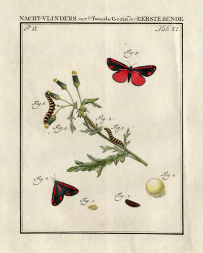Antique Print-CINNABAR MOTH-BUTTERFLY-Sepp-1762 - Picture 1 of 1