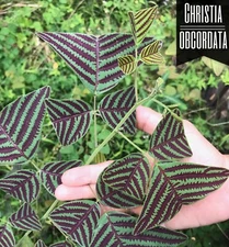 Rare Bold COLOR Organic LARGE LEAF Christia Obcordata   Butterfly Wing Plant -
