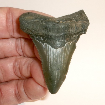#ad Megalodon Shark Tooth 2.383quot; Fossil from South Carolina with COA $24.99