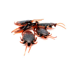 PLASTIC ROACHES 5pcs Five Fake Cockroach Bugs Novelty Gag Gift Halloween Decor