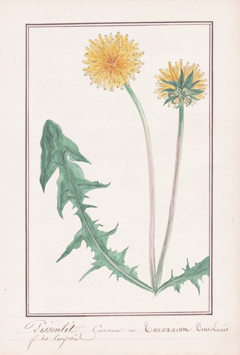 Löwenzahn Dandelion Taraxacum Dens-Leonis Fiore Botanica Aquarell Disegno 1830 - Picture 1 of 1
