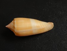 Conchiglia Shell CONUS  OCHROLEUCUS  mm 64,7  Nuova Guinea