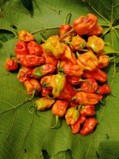 50 graines PIMENT ANTILLAIS HABANERO agriculture BIO Congo RDC seeds legumes pot