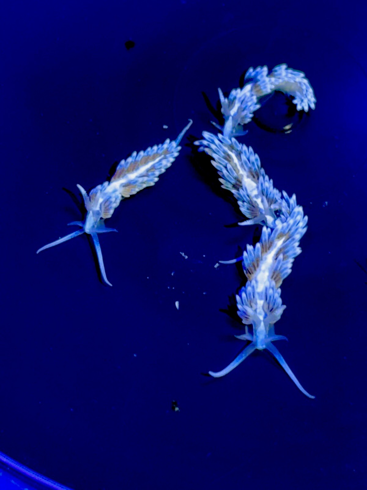 15 Berghia Nudibranch Size 1/23/4 inch Aiptasia Eating Eliminators eBay