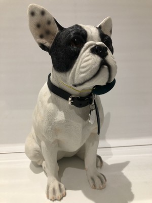 black and white pied french bulldog