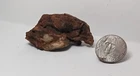 Civil War Relic bullet in pine wood just dug in Chesterfield Co. Virginia $22.00