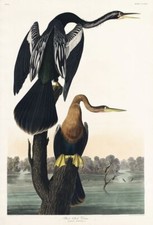 Black-bellied Darter John James Audubon Birds of America Wall Art Poster Print