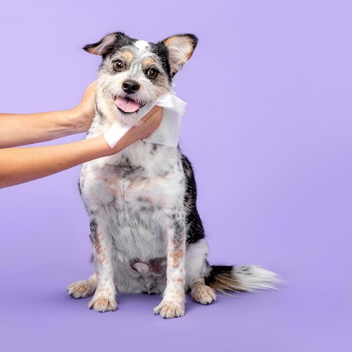 Cleaning & Deodorizing Dog Wipes, Waterless Pet Wipes, 60 Pet Wipes 3 Pack - Picture 6 of 6