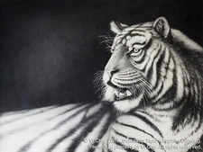 Sumatran Tiger Portrait Original Graphite Pencil Drawing on Paper by Vi Chu