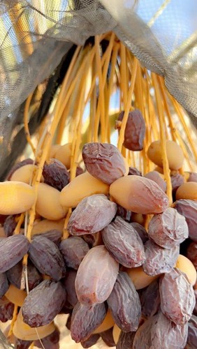 Medjool Datteln Palästina MEDIUM 5kg - Neue Ernte 2024 (EUR 9,99 / kg) - Bild 5 von 5