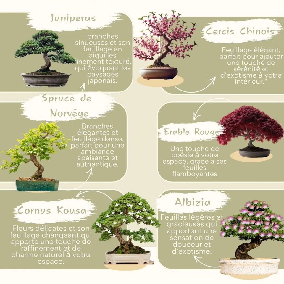 ® Mini Kit Prêt à Pousser 6 Bonsaï – Graines Françaises 100% Écologiques - Ja... - Photo 3/4