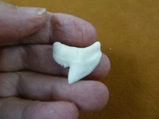 (s3-20) 1" white modern TIGER SHARK t**th gold or silver wired pendant