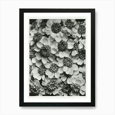 Achillea Clypeolata (Schafgarbe) (1928) Gerahmtes Wandbild Poster Leinwanddruck Bild
