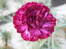 100 Blackberry Ice Carnation Seeds Dianthus Flowers Seed Flower Perennial 1047