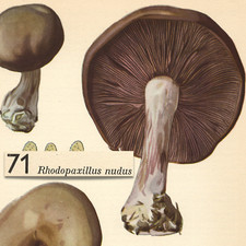 MUSHROOM Fungus Wood Blewit NUDUS VTG Lithograph Print Otto Uzak 1951