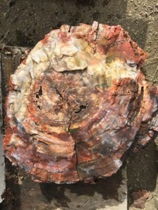 ☘️RR⚒: LARGE Round Arizona Rainbow Petrified Wood