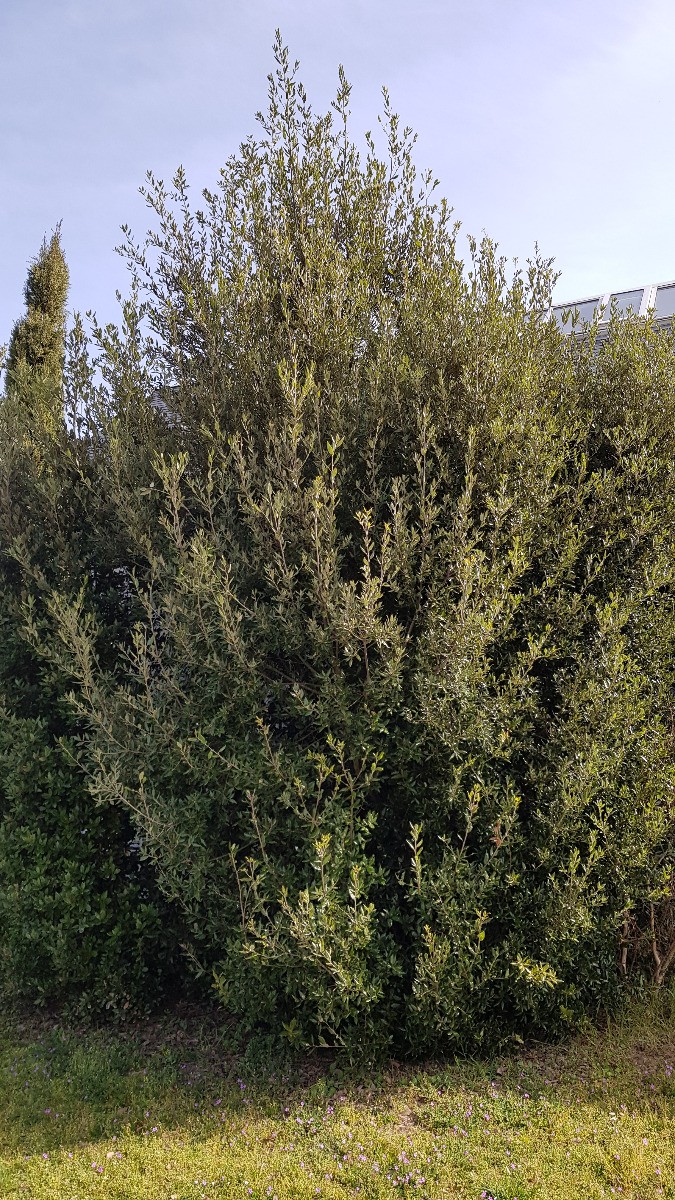 Chêne vert Quercus Ilex pour ombrage de terrasse méditerranéenne, pot de 10 litres
