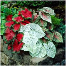 Caladienwiebeln Caladium Kaladie Knollen Farbe Mix Weiß Rosa Rot Gigant Riesige