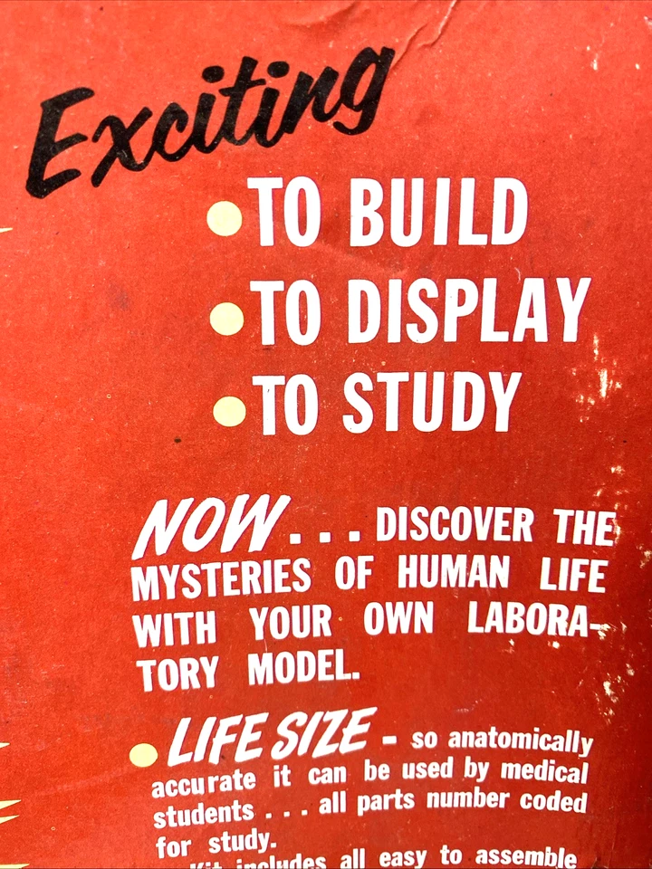 Vtg Pyro Life Size Human Heart Model Kit 372-300 unbuilt + anatomy kit 1960's - Image 4 of 4