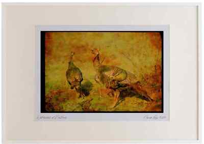 352009 Wild Turkeys, Big Gobbler With 8_ Beard And His Hen Watercolour Picture