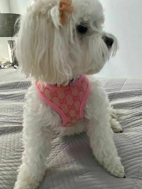 Dog Harness & Lead Set - Denim look