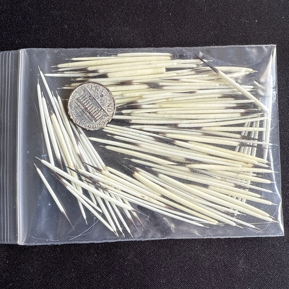 Plumas de puercoespín norteamericanas, 10 bolsas. 100 o más plumas por bolsa Foto 4 de 4