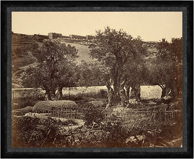 The Garden Of Gethsemane Olberg Jerusalem Bibel Glaube Garten Baume Faks S 105 Ebay