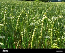 100  Spelt Grain Seeds/ Cover crop/ Forage crop/ 